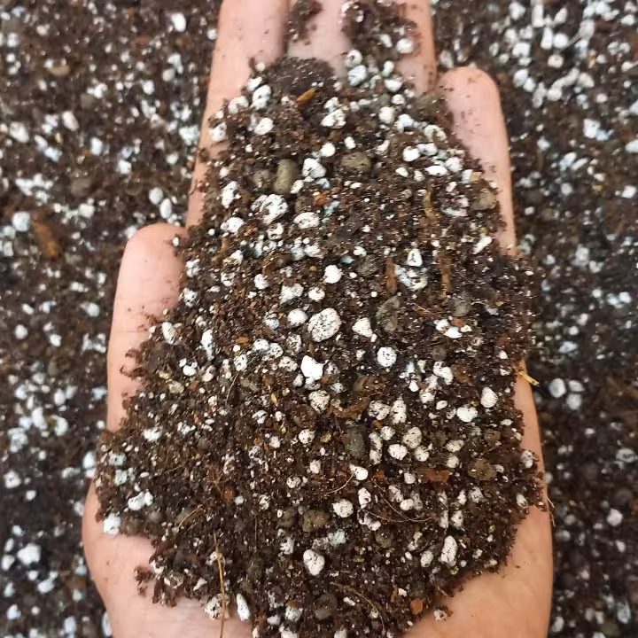 خاک حرفه ای سانسوریا و زاموفیلیا (پس کرایه)