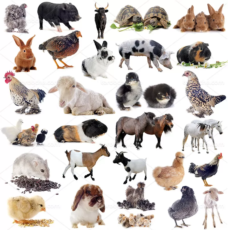 عکس انواع حیوانات با کیفیت | گرافیک با طعم تربچه