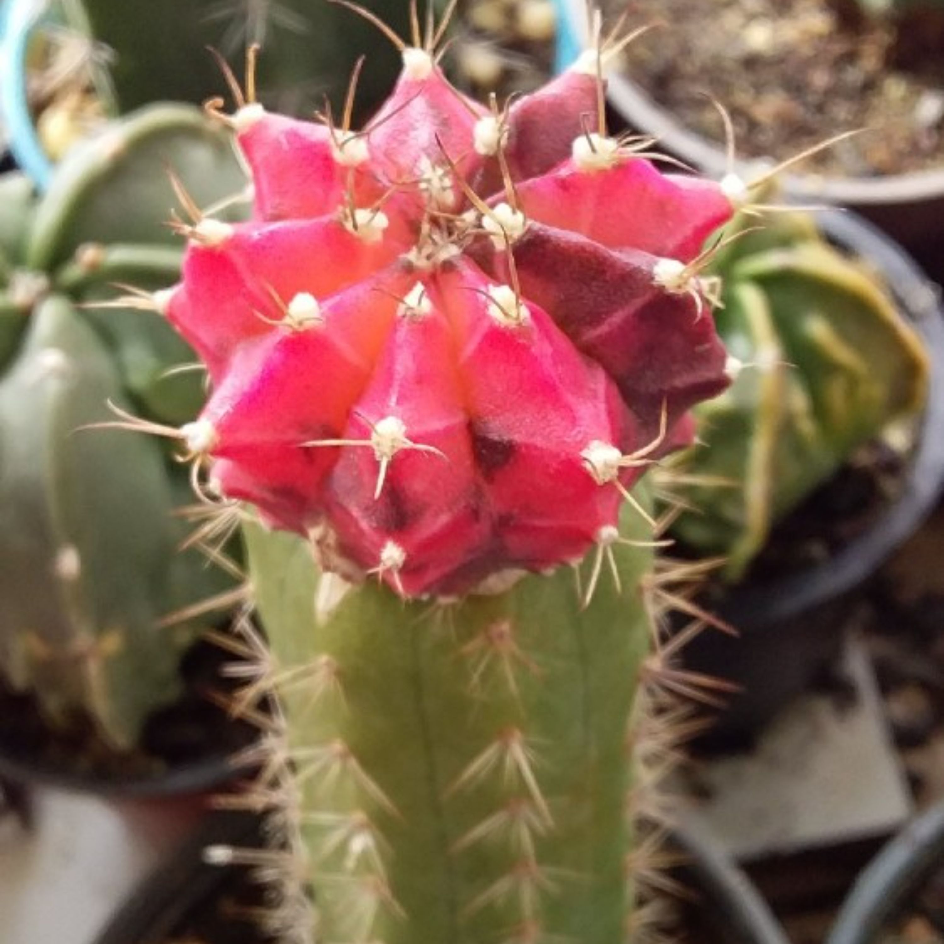 ژمینو ابلق پیوندی