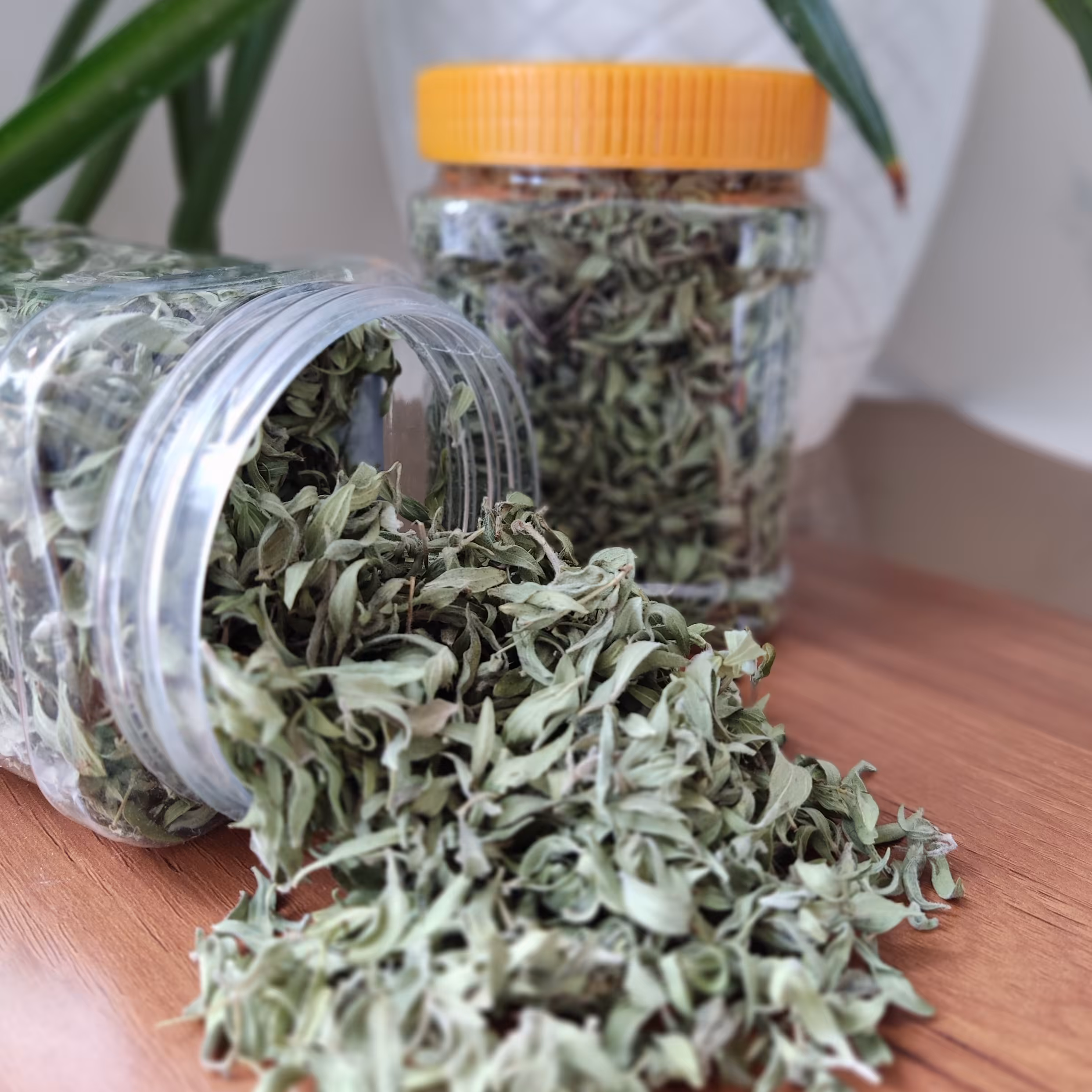 آویشن کوهی دست چین 