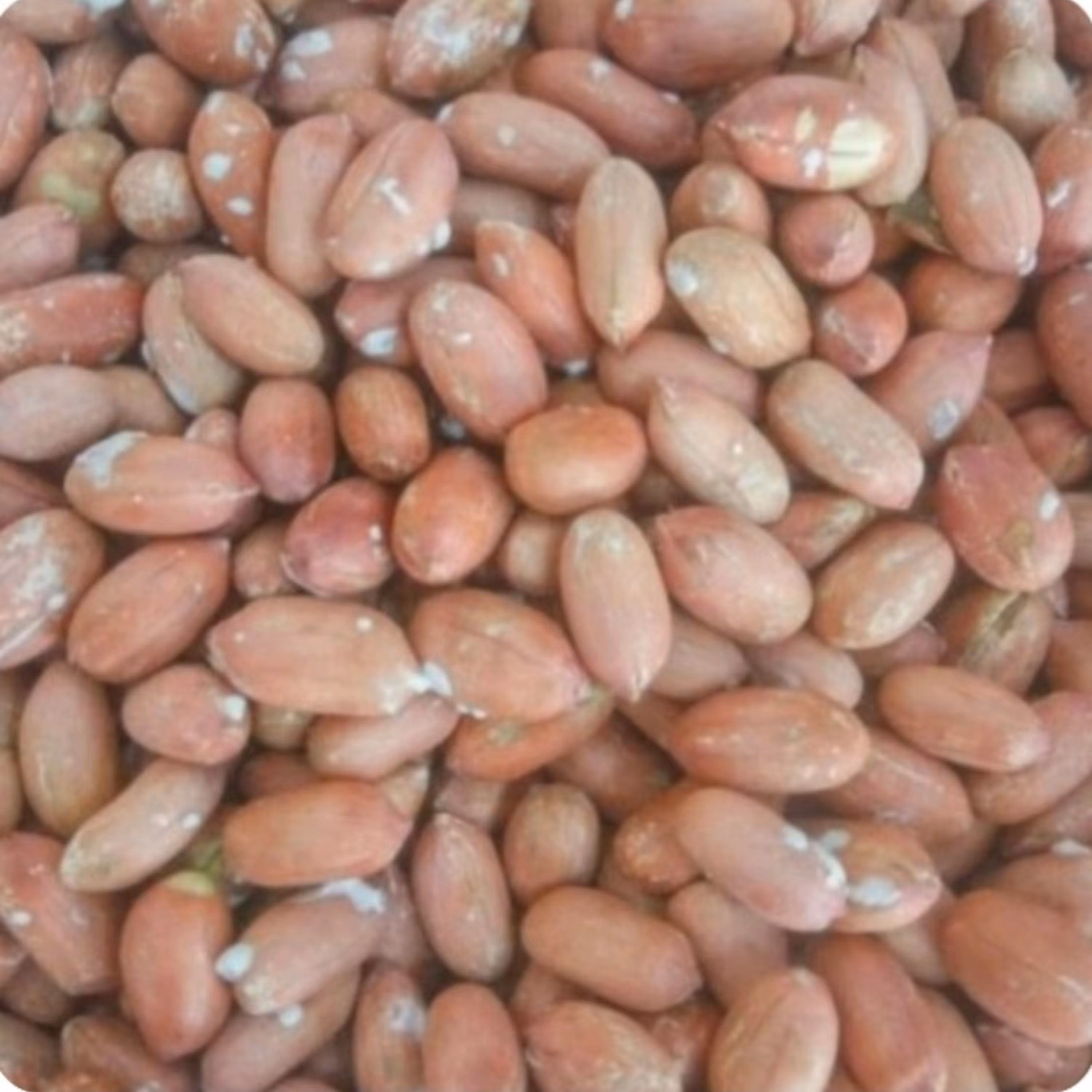 بادام زمینی تازه2کیلویی  سایز ریز  ارسال رایگان