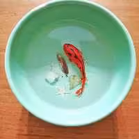 دوره آموزشی ساخت ماهی قرمز 