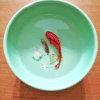 دوره آموزشی ساخت ماهی قرمز 