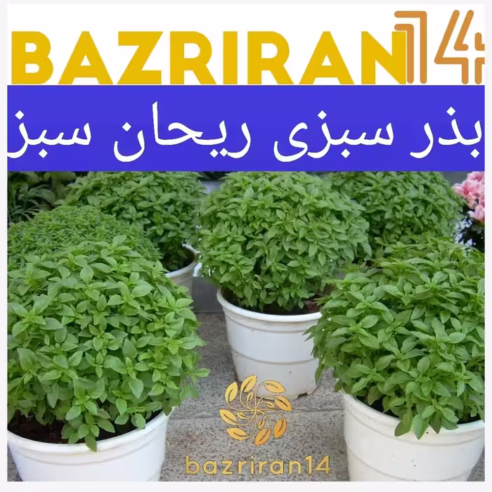 بذر سبزی ریحان سبز با  کیفیت