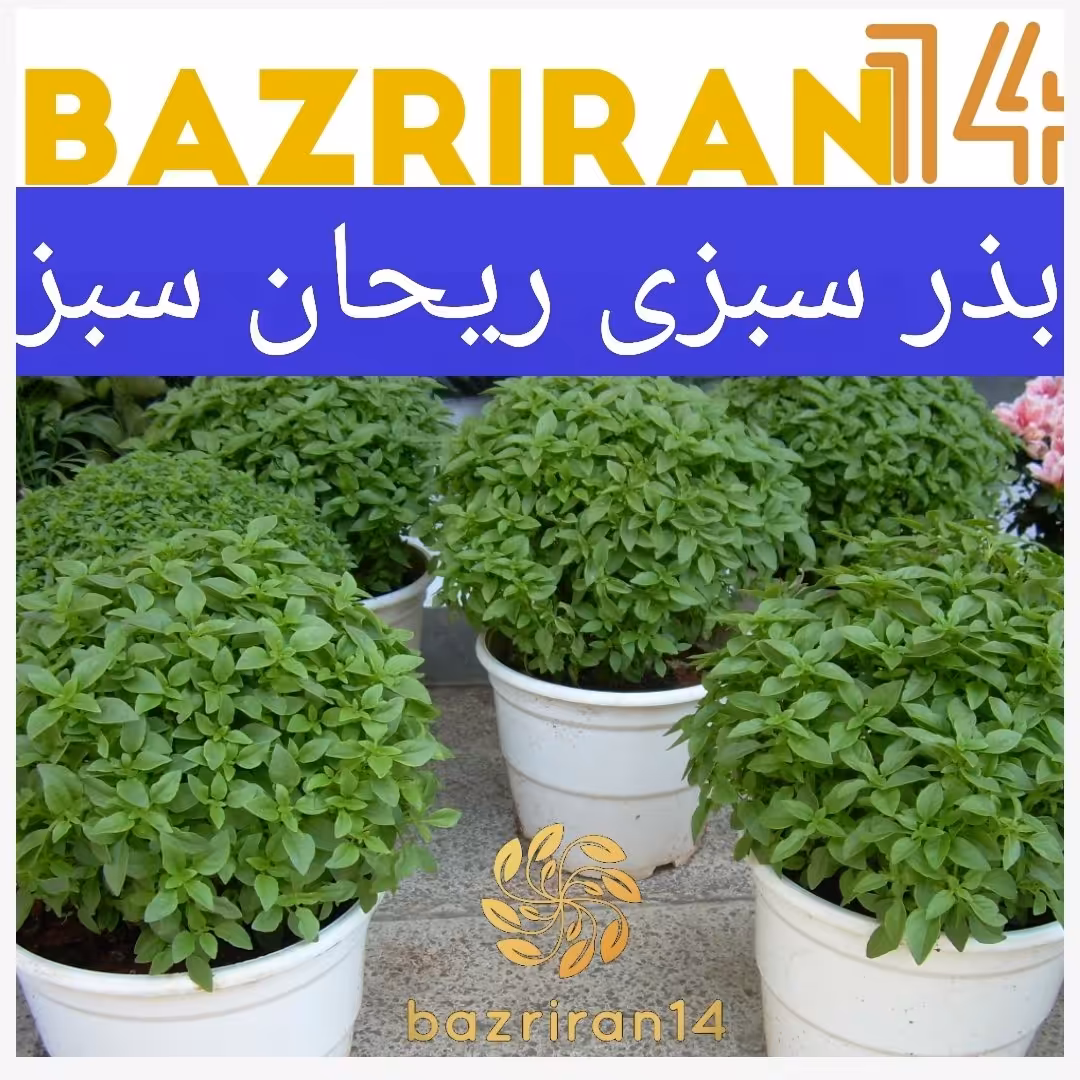 بذر سبزی ریحان سبز با  کیفیت