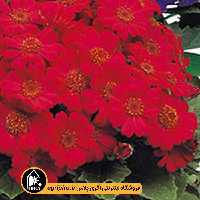 بذر گل سینره Early Perfection تاکی