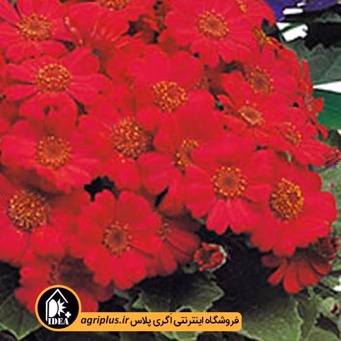 بذر گل سینره Early Perfection تاکی