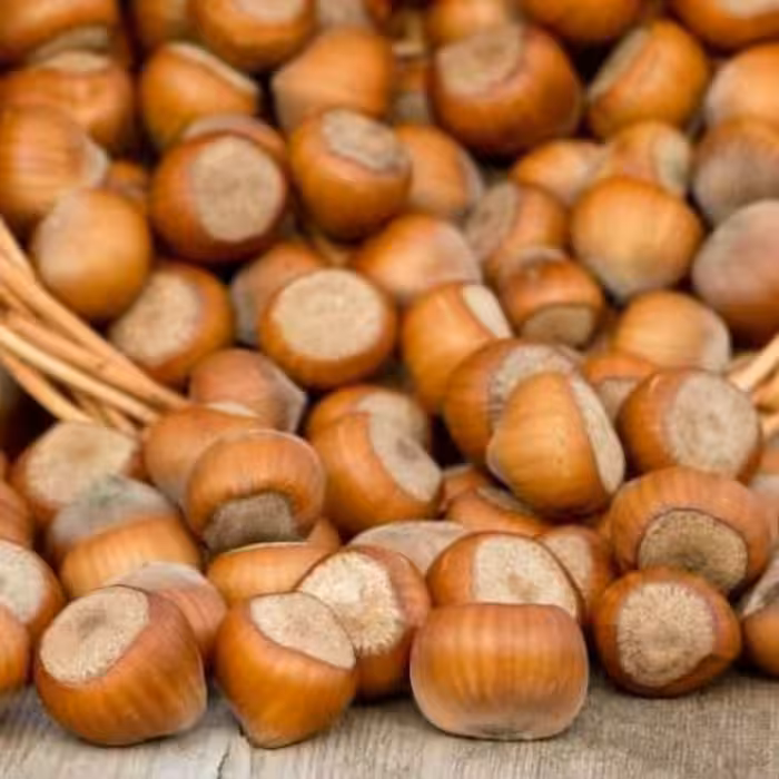 فندوق خوانسار مغز پر و درشت سایز یک کیلو گرمی بسیار چرب و خوش طعم