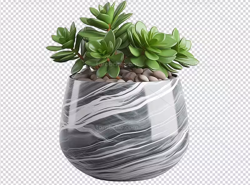 عکس PNG گیاه ساکولنت | گرافیک با طعم تربچه