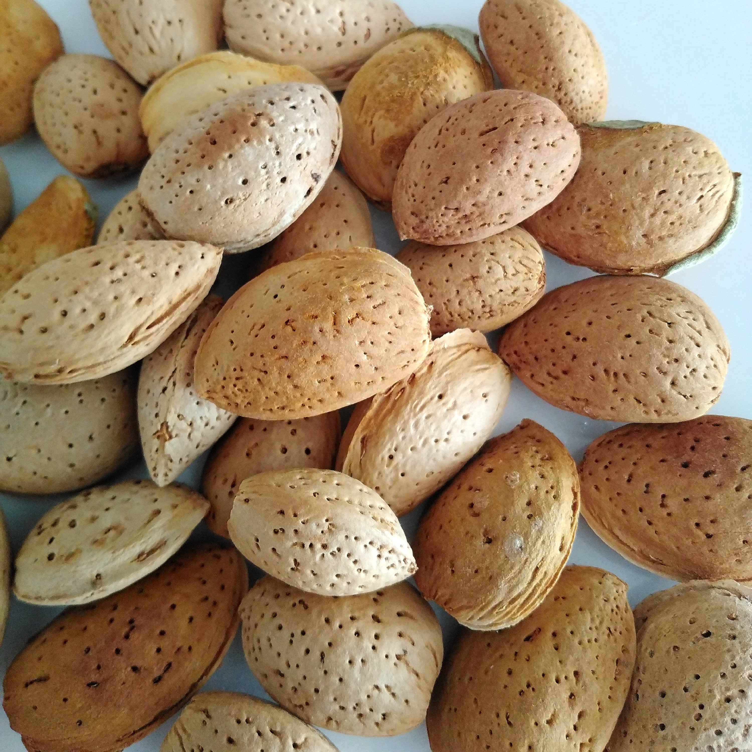 بادام سنگی یک کیلویی