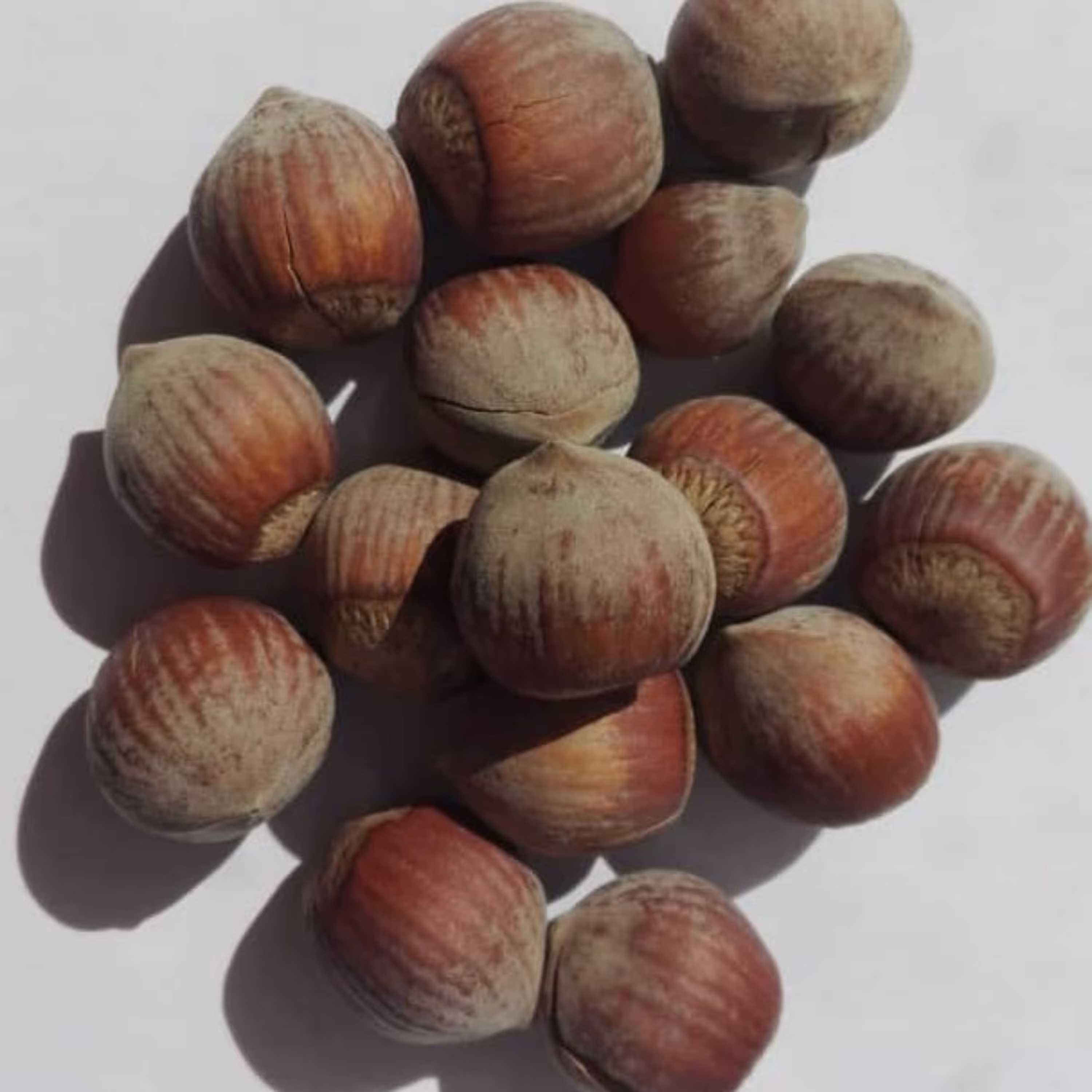 450 گرم فندق خام باپوست گلچین طبیعی جات به آوران