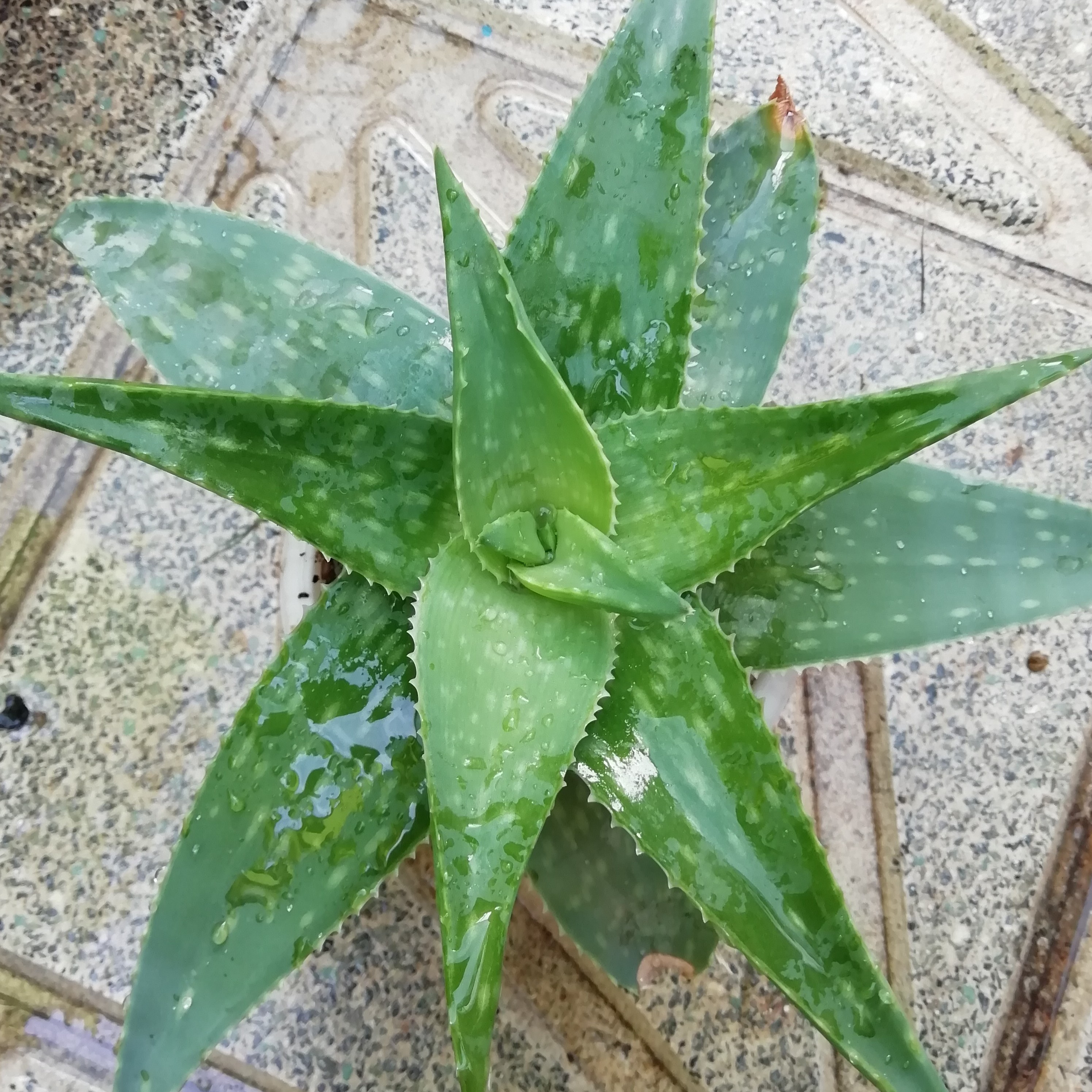 الوئه سبز گلدان 10