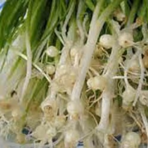 پیاز کوهی خشک شده 100 گرمی 