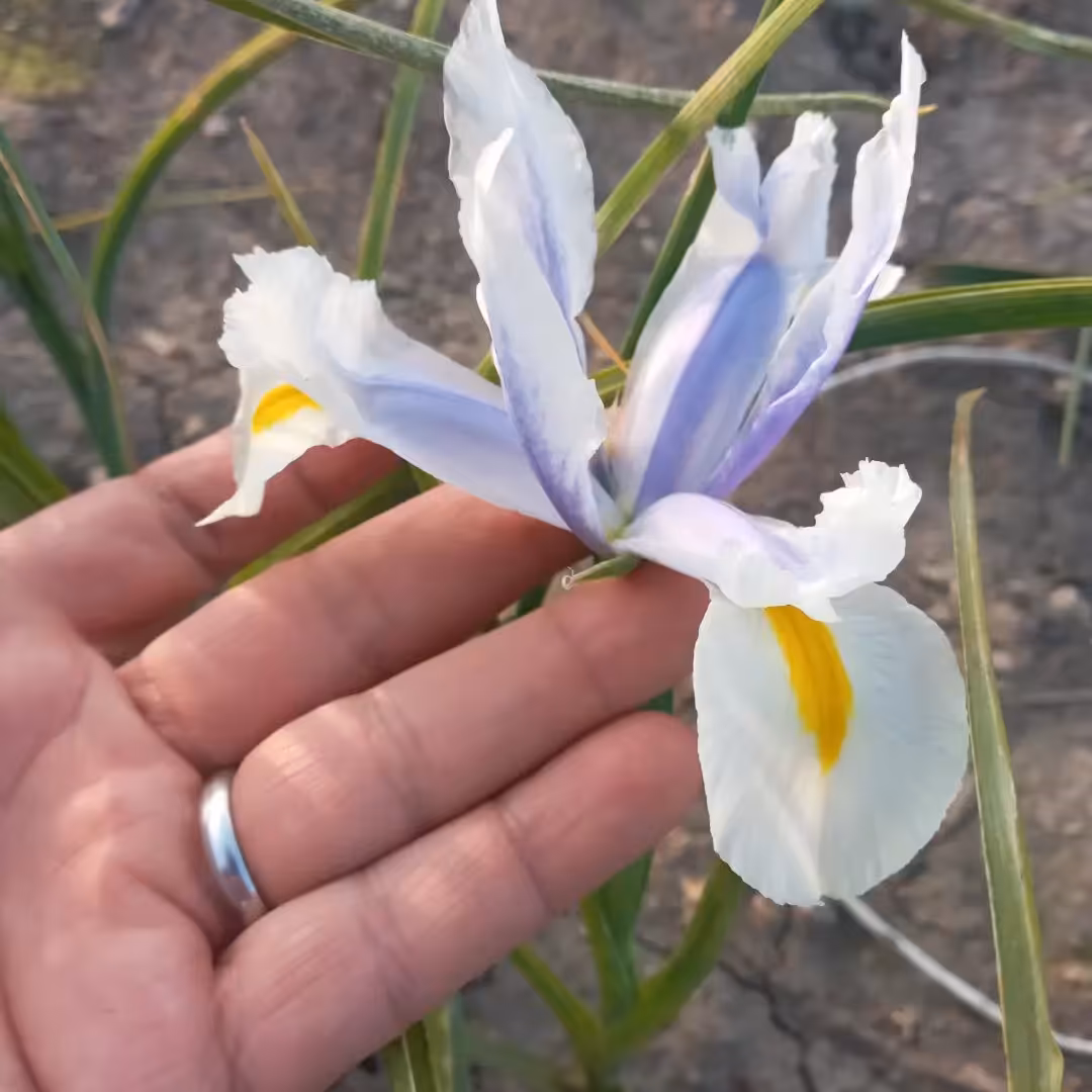 زنبق آلمانی میکس آبی و سفید  (پک پنج عددی)