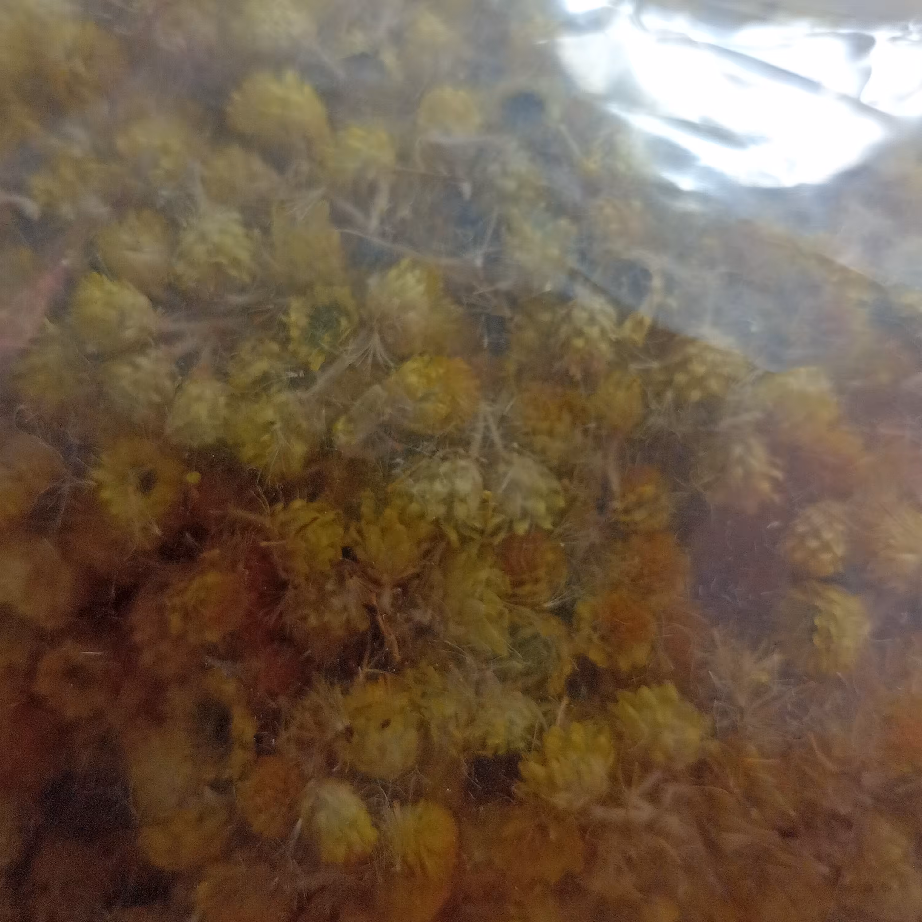 افسنطین گیاهی 