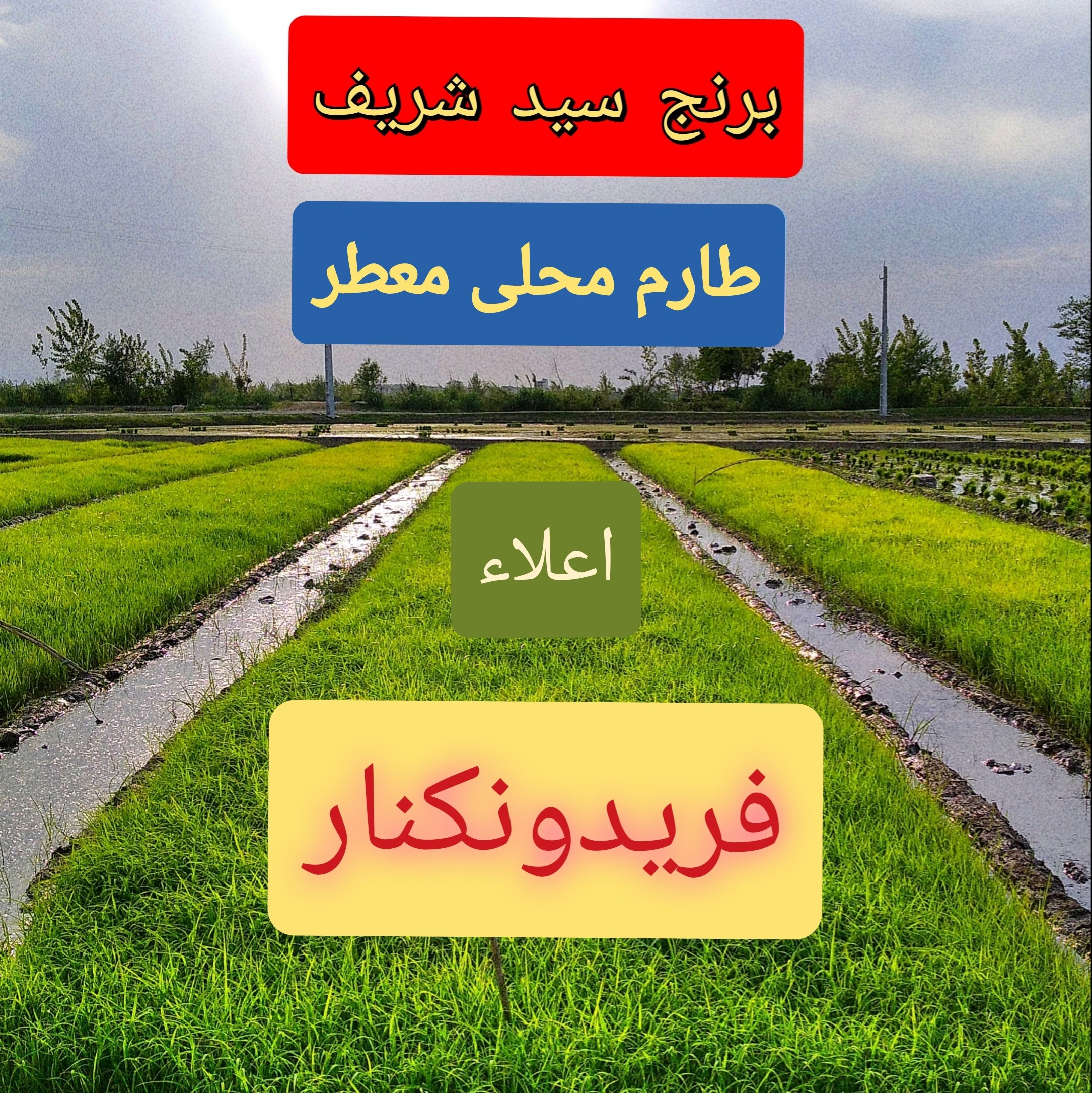 برنج سید شریف (طارم محلی معطر)فریدونکنار در بسته های 5 کیلویی