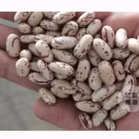 لوبیا چیتی درشت و درجه یک 30عدد