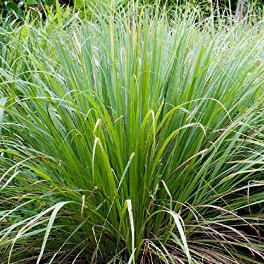 علف لیمو (لمون گراس ) بسیار پر خاصیت  و بسیار معطر 