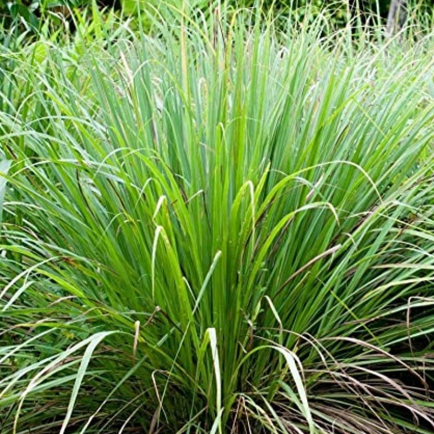 علف لیمو (لمون گراس ) بسیار پر خاصیت  و بسیار معطر 