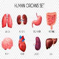 وکتور اعضای بدن انسان | گرافیک با طعم تربچه