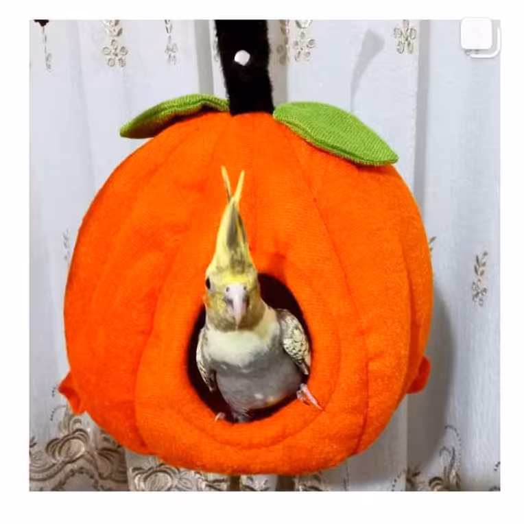 مخفیگاه طوطیسانان مناسب طوطی های متوسط جثه (طوطی برزیلی،عروس هلندی،طوطی راهب،آوازه خوان ،گرینچیک و...)