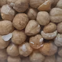 مغز فندق شور تازه و کیفیت تضمینی آجیل و خشکبار بادامک 