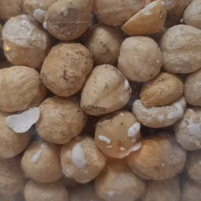 مغز فندق شور تازه و کیفیت تضمینی آجیل و خشکبار بادامک 