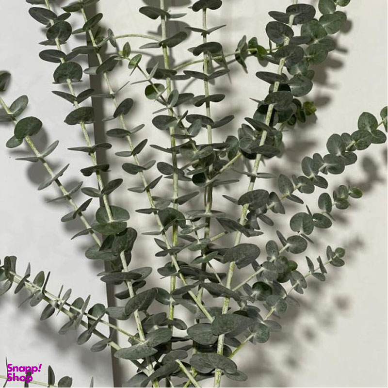 دسته گل طبیعی اکالیپتوس