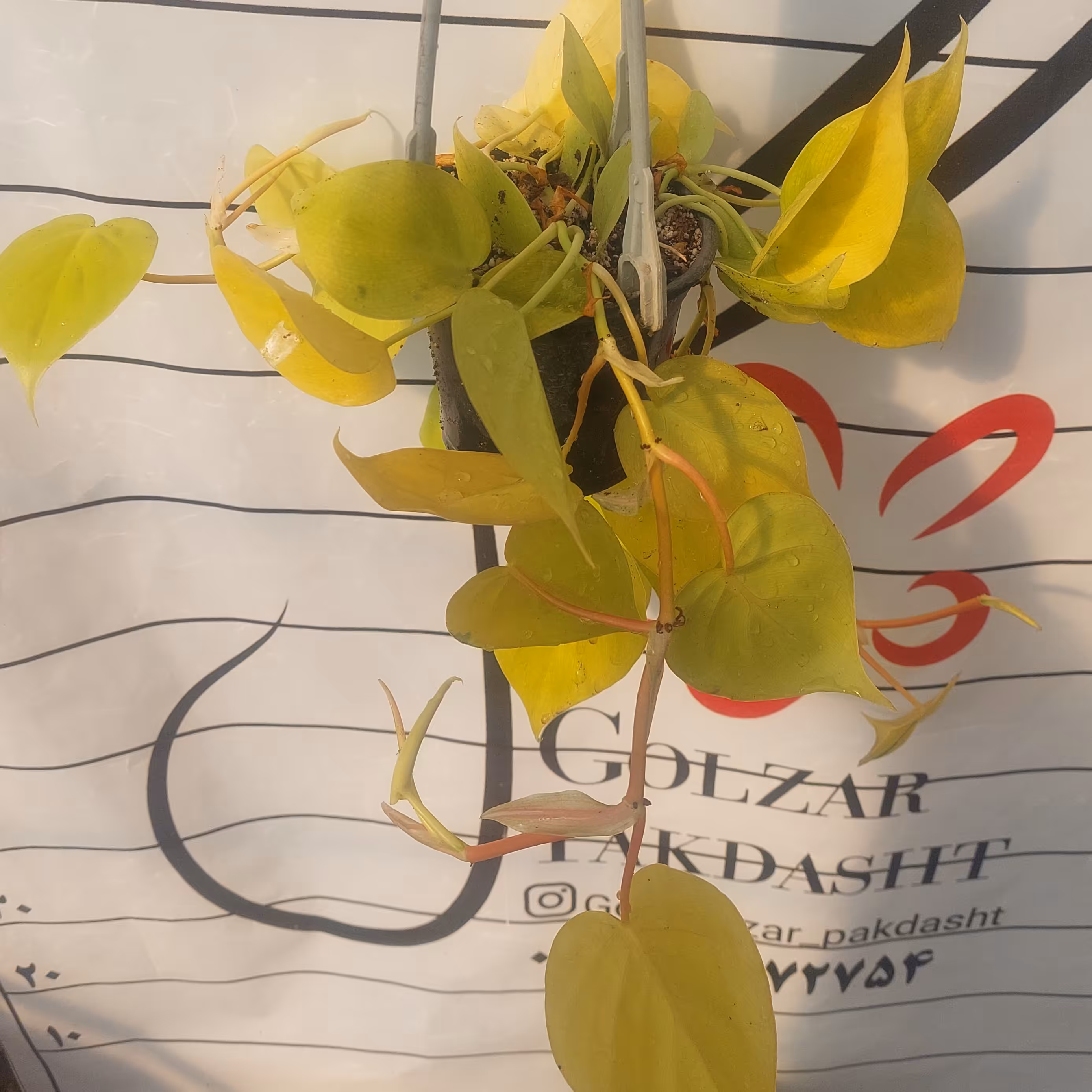 گل اسکاندیس سبز گلدان ده آویز دار