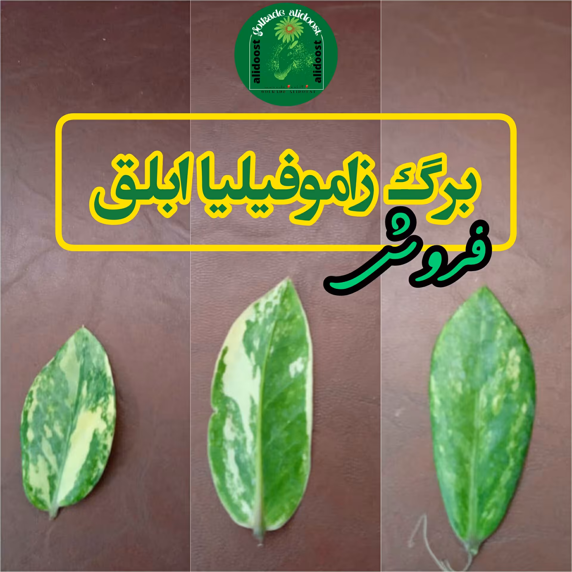 برگ زاموفولیا ابلق
