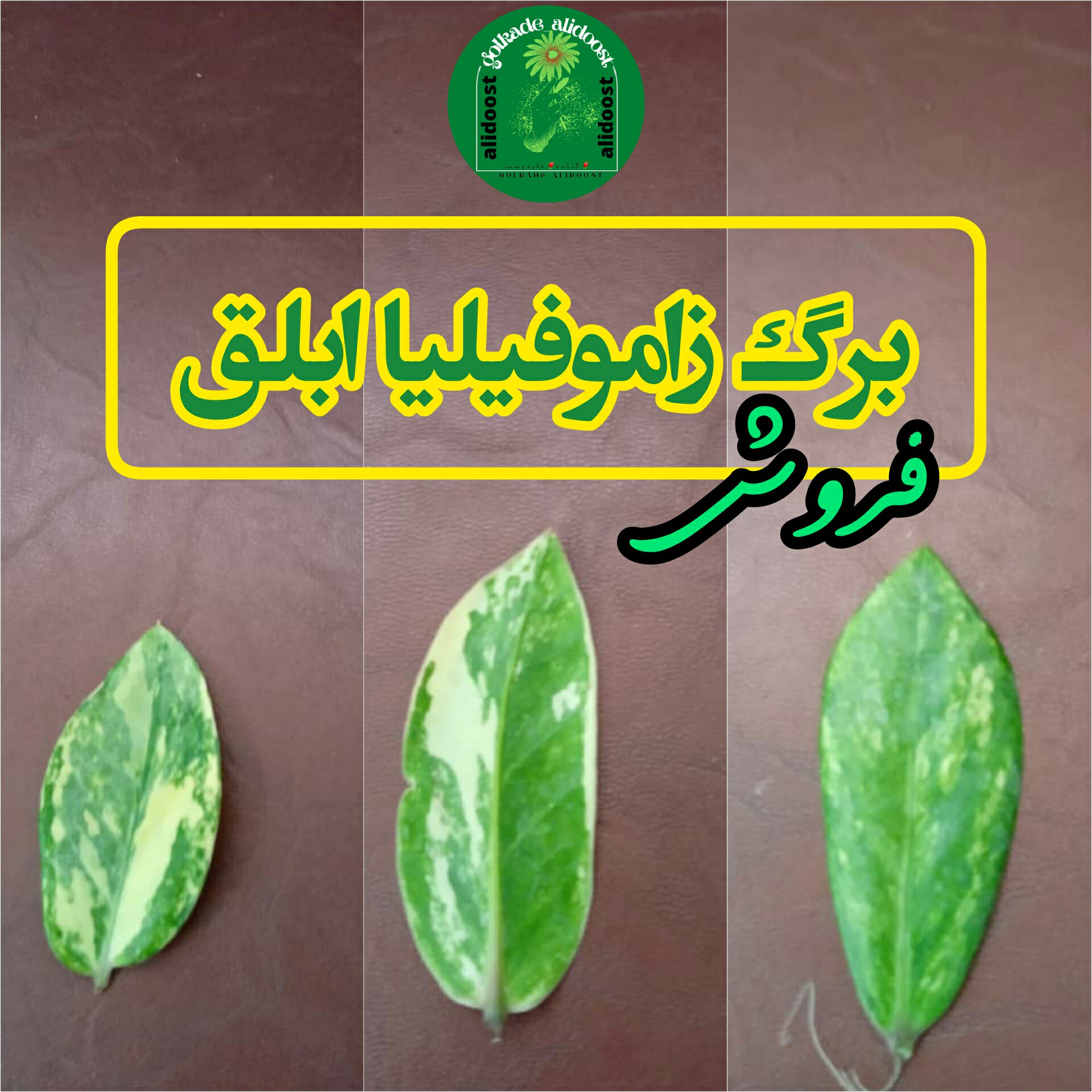 برگ زاموفولیا ابلق