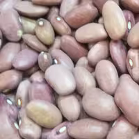 لوبیا قمی درجه یک1