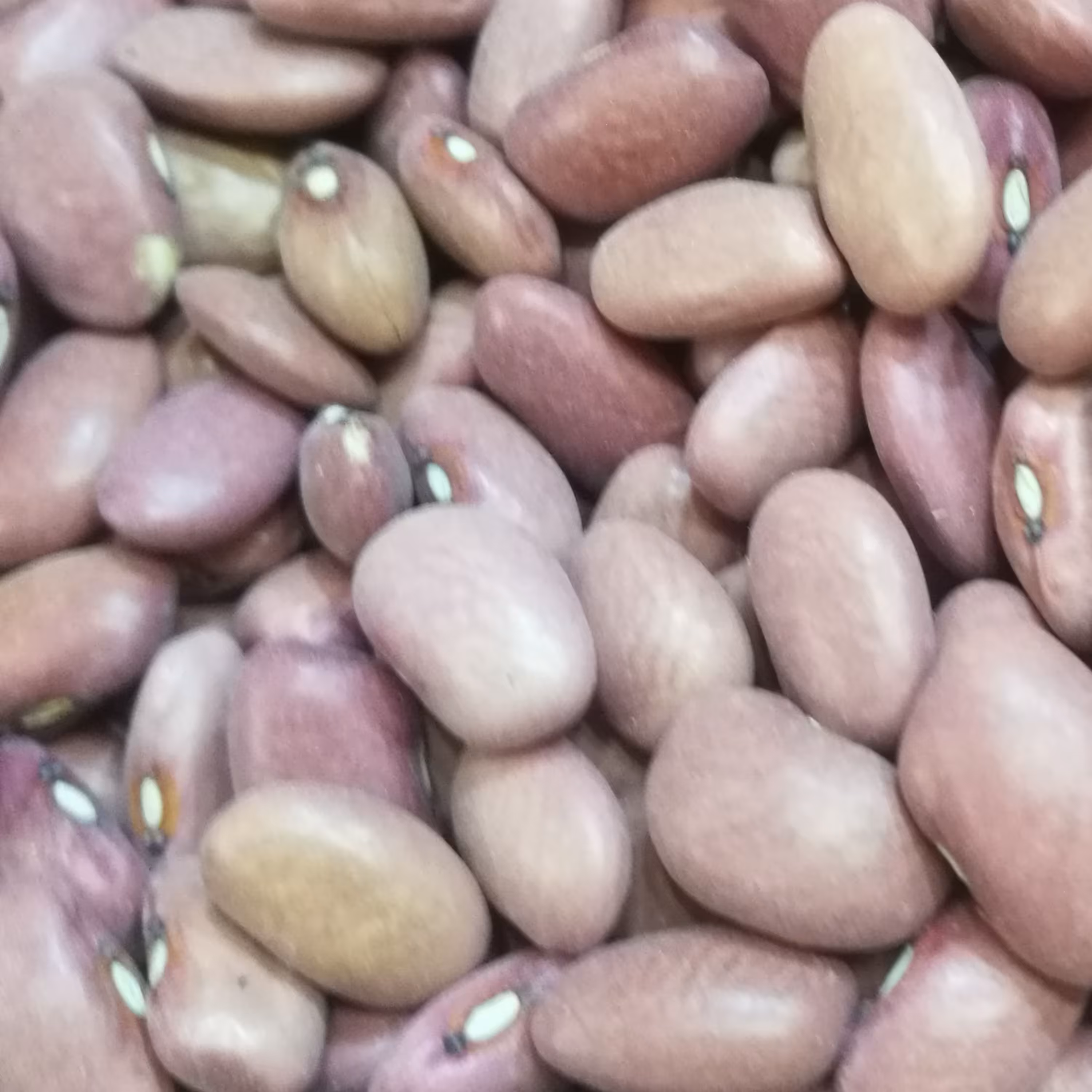 لوبیا قمی درجه یک1