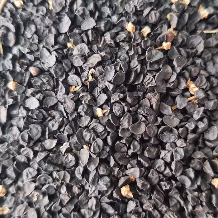 تخم پیازچه (اعلا اصلاح شده) 38 گرم