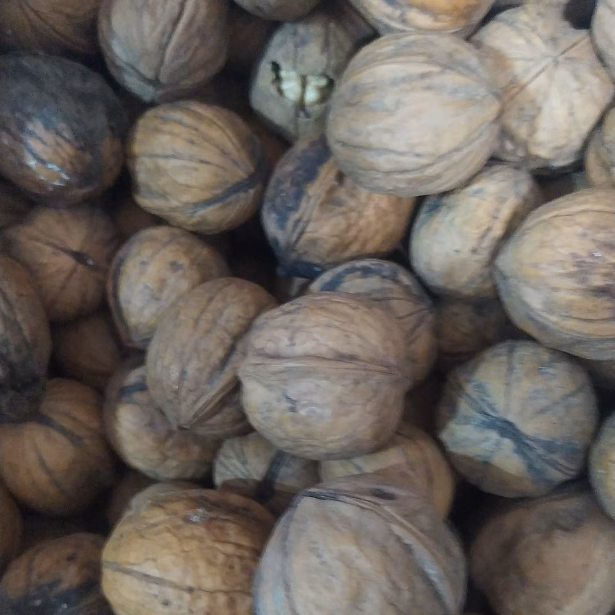 گردو مغز سفید پوست کاغذی اعلا  سنندج