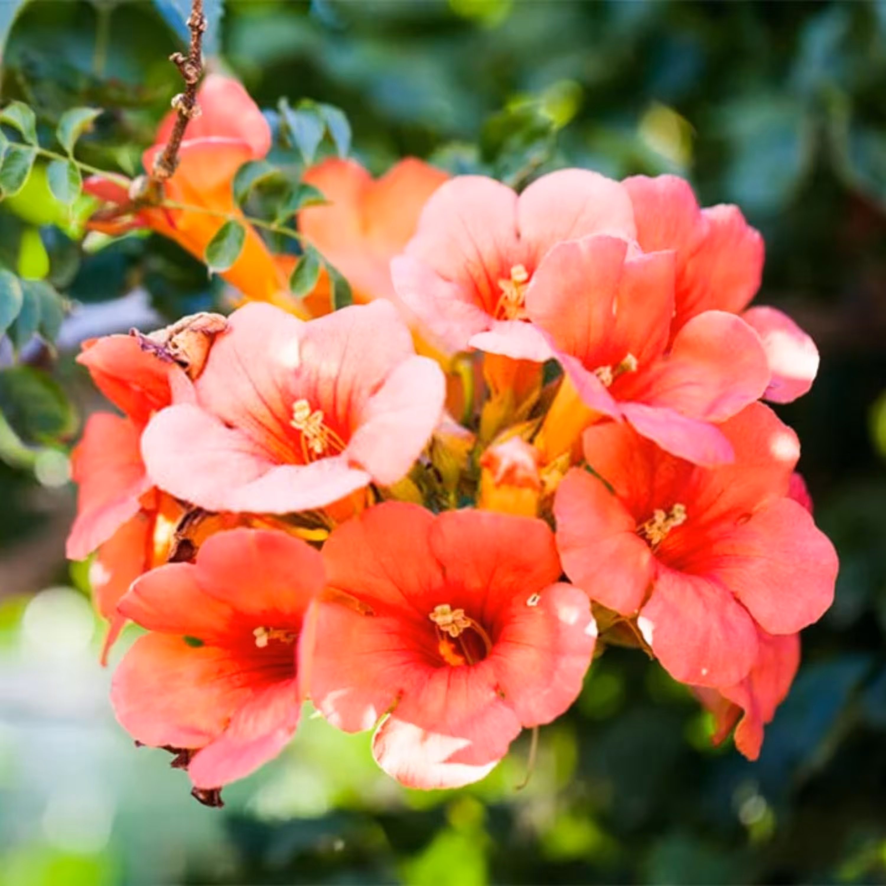 بذر پیچک گل اناری سوئیسی بسته 10 عددی