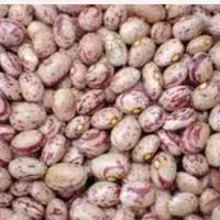 لوبیا چیتی محلی چهارمحال