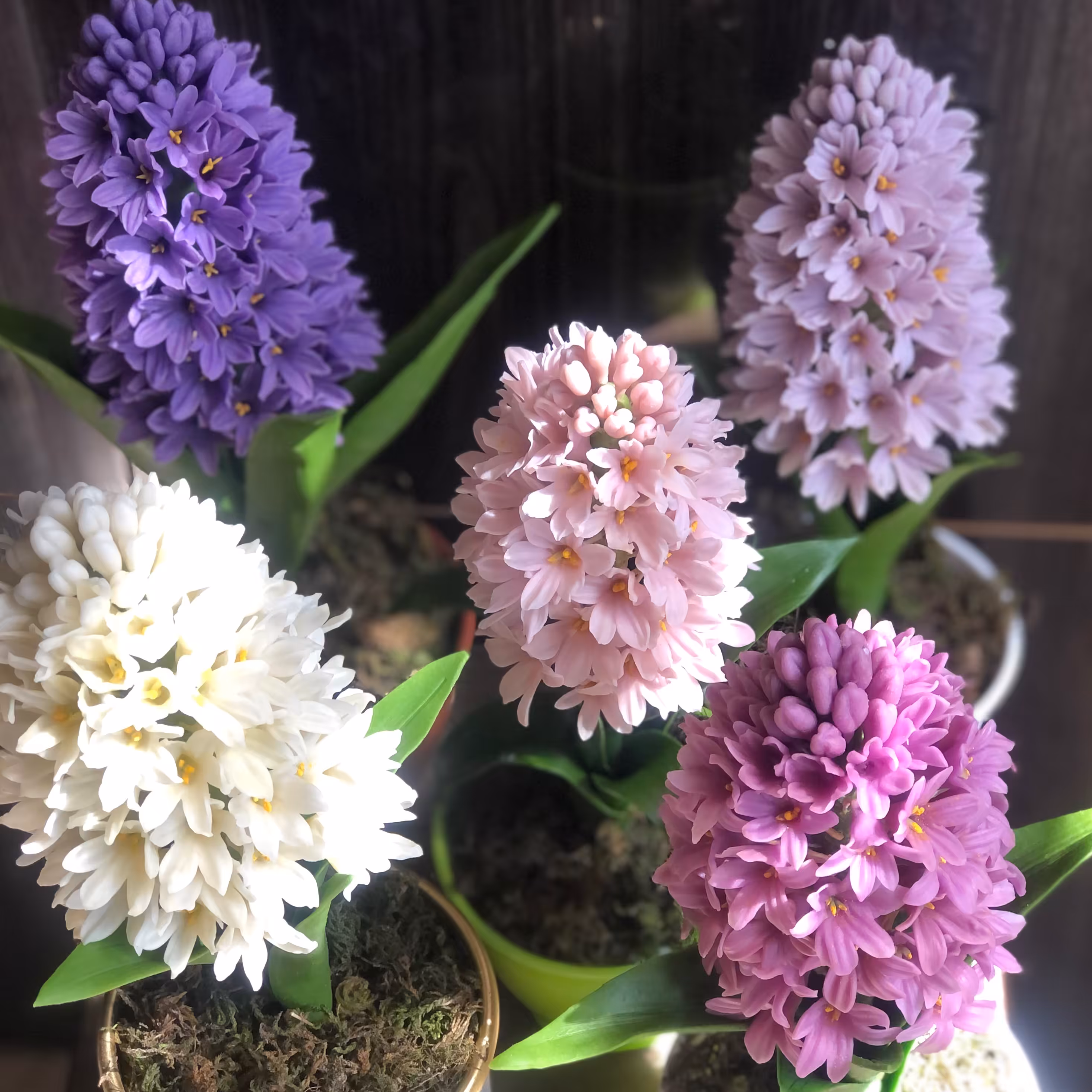 گل سنبل سفره هفت سین