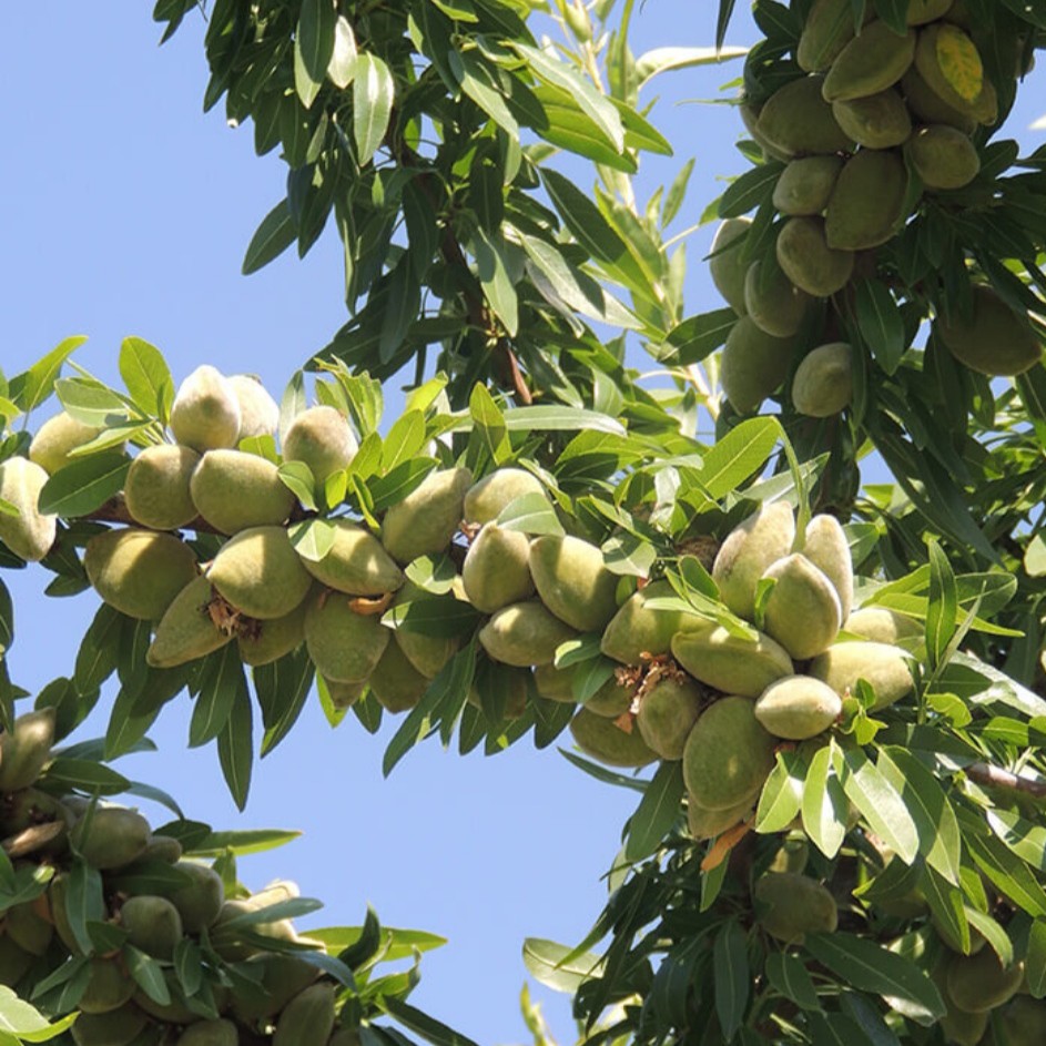 بادام درختی