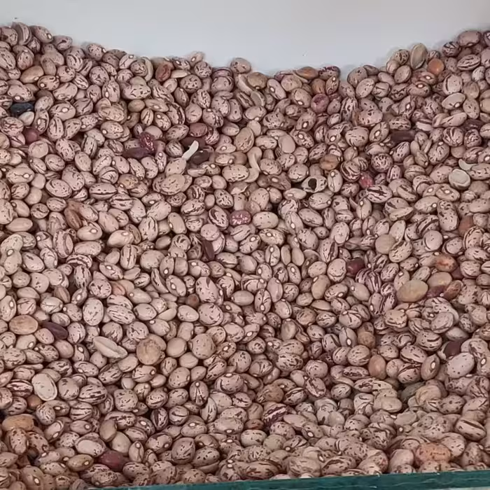 لوبیا چیتی بوجار  (یک کیلو )