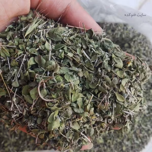 آویشن کوهی وحشی محصولی از دامنه های سرسبز سبلان