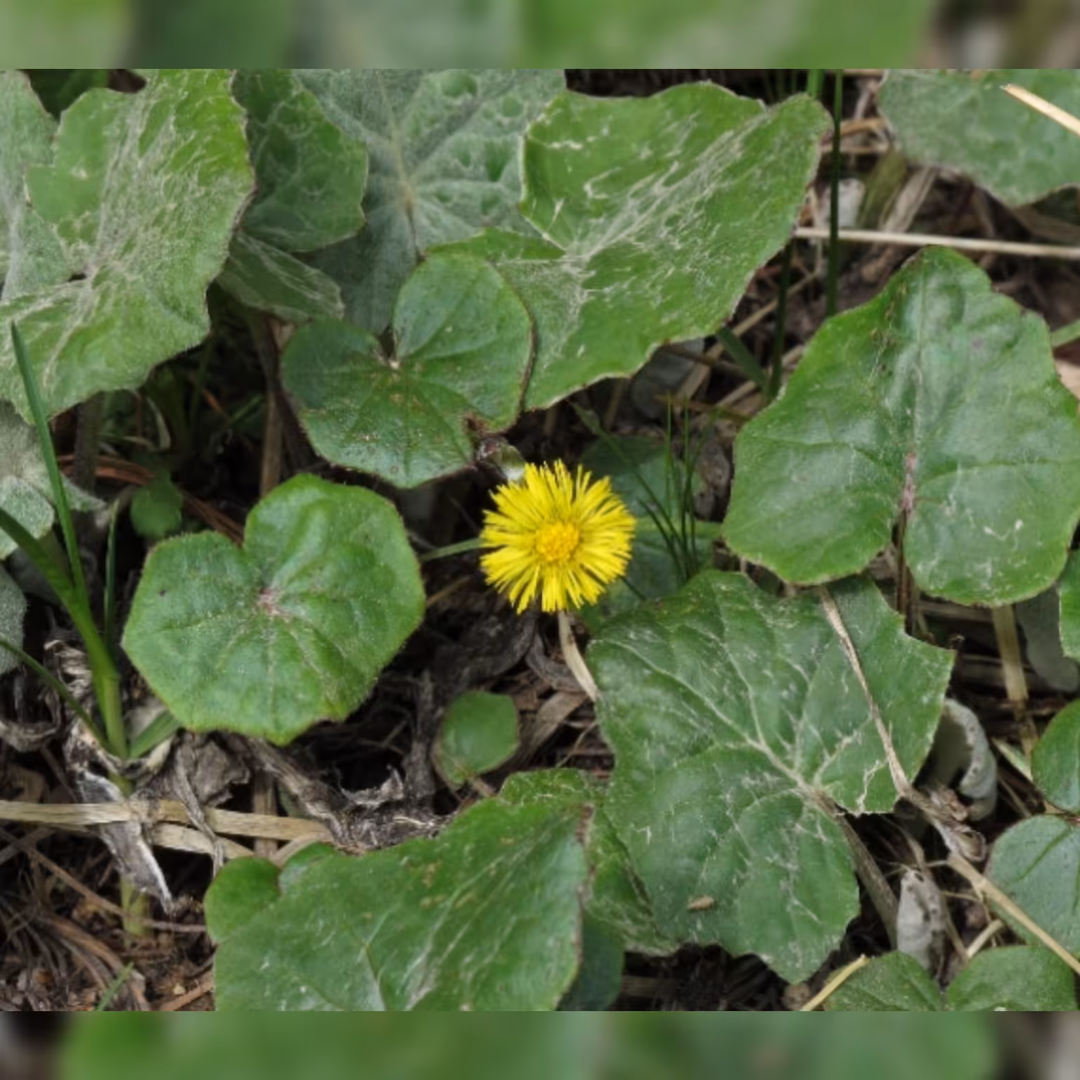 برگ پاخری خشک 200 گرم علف سرفه . مناسب آسم .سرفه شدید