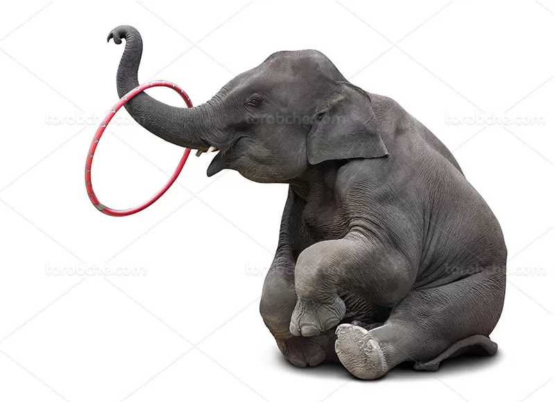 عکس فیل با کیفیت | گرافیک با طعم تربچه