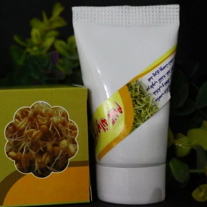 کرم جوانه گندم