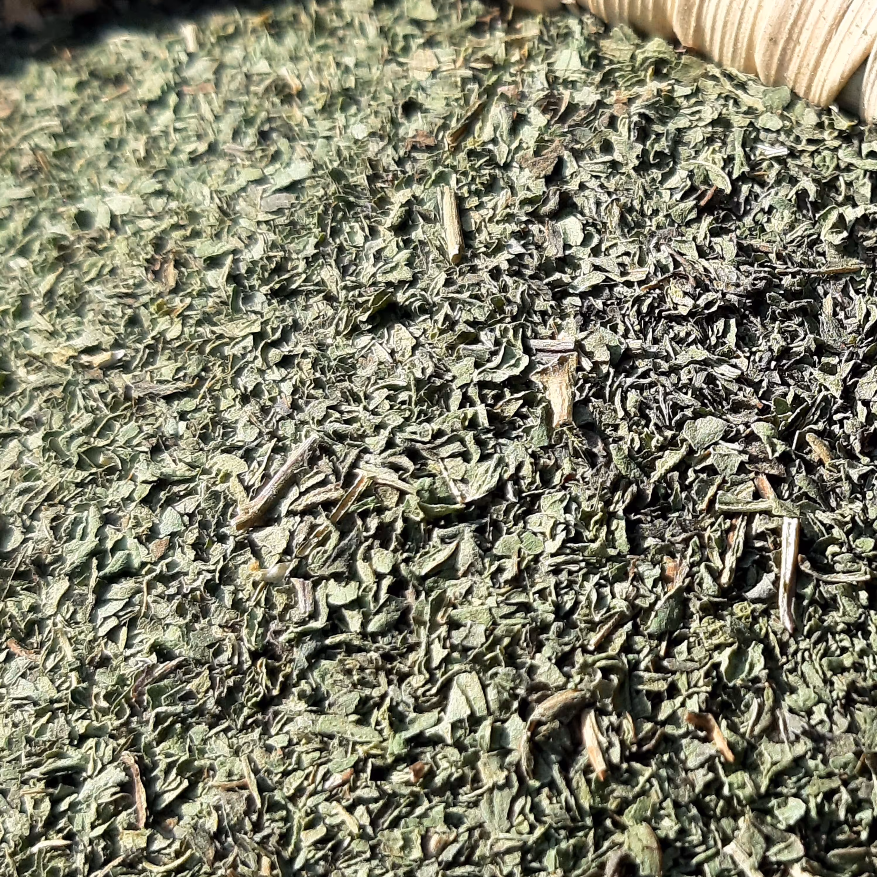 پونه خشک  جنوب 