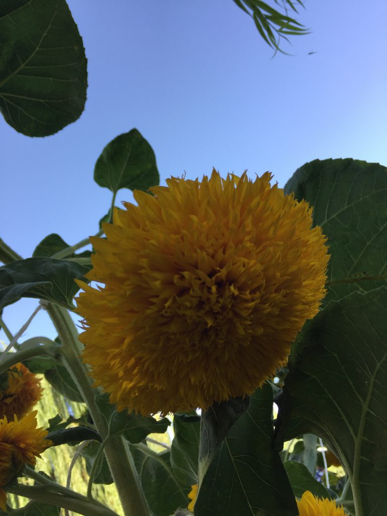 بذر آفتابگردان زینتی