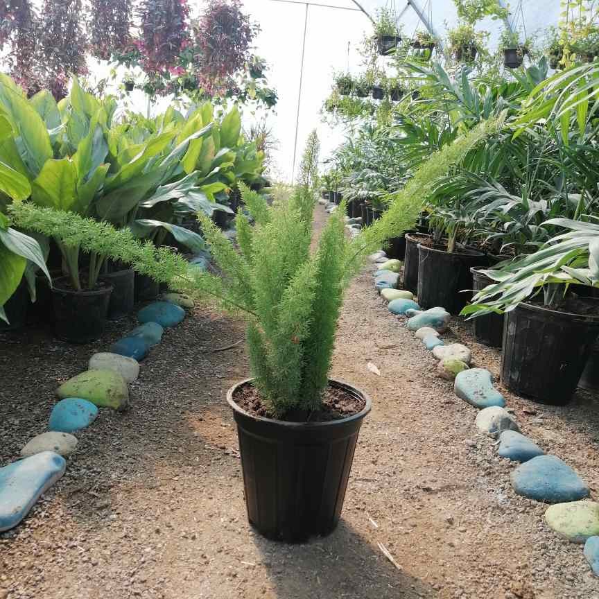 دم روباهی     سطل 7