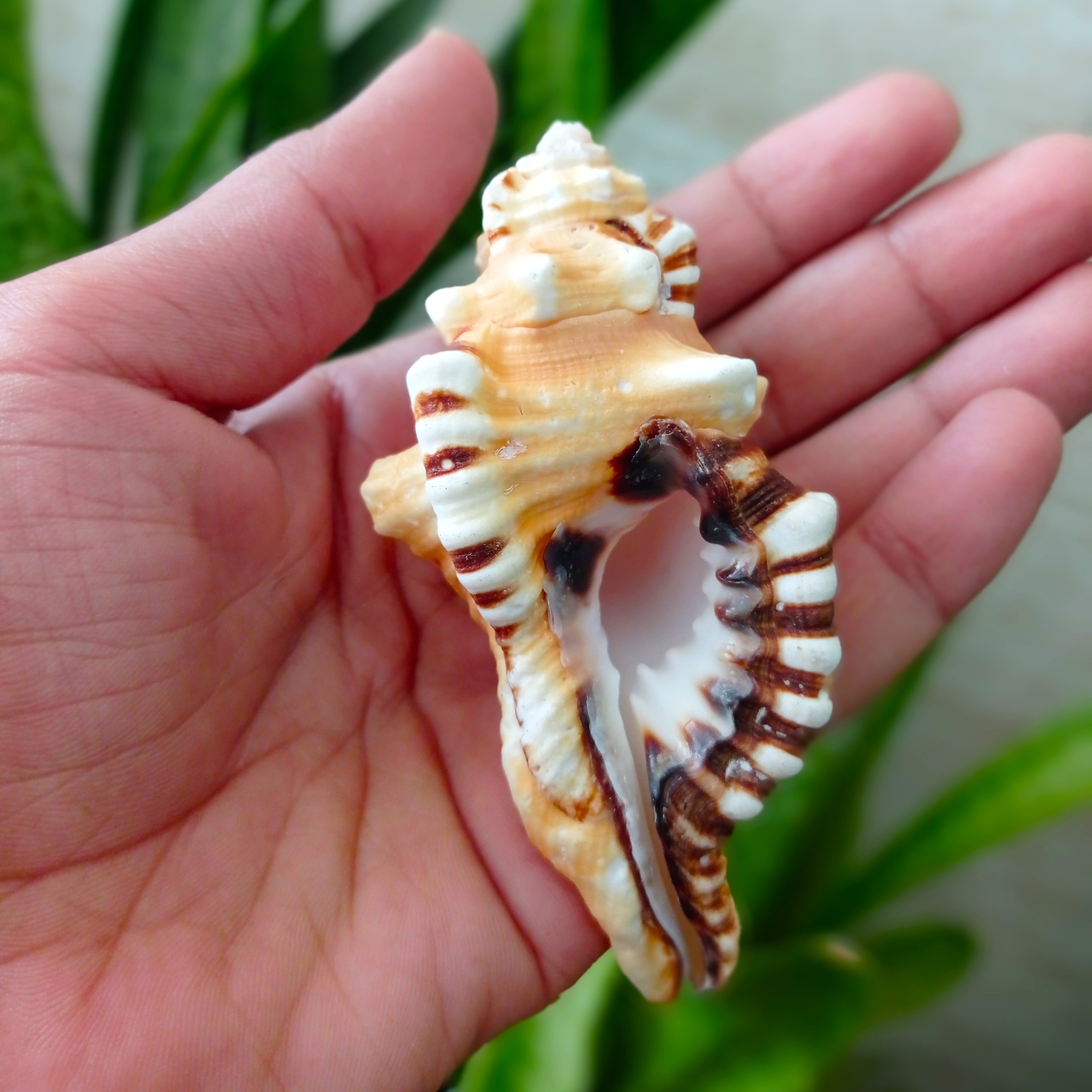 صدف کلکسیونی لب شطرنجی وارداتی با رنگ طبیعی