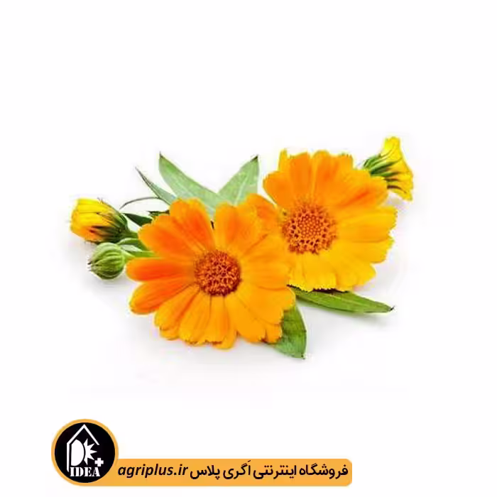 بذر گل همیشه بهار بسته بندی خانگی