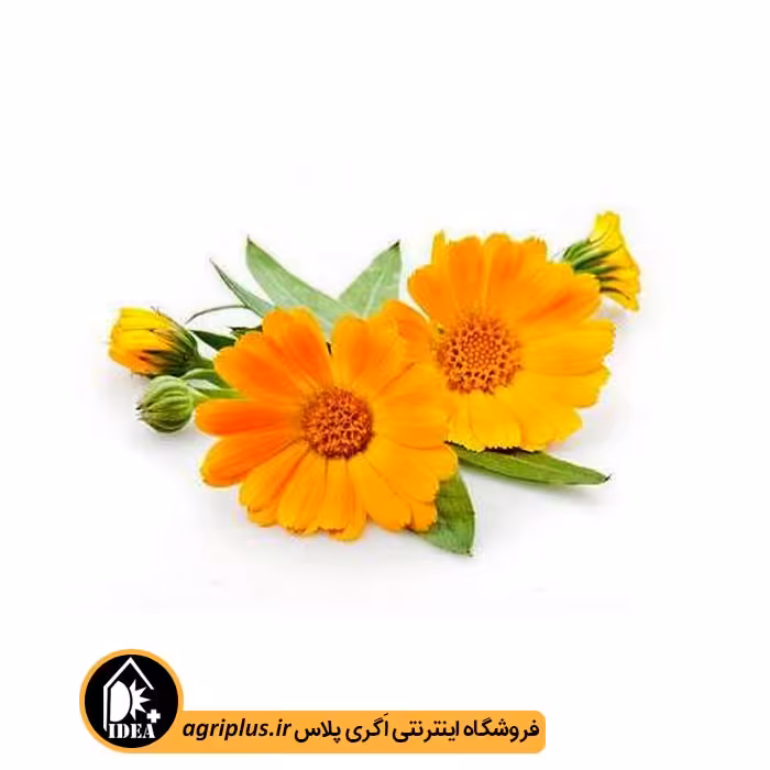 بذر گل همیشه بهار بسته بندی خانگی